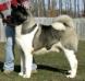 AKC CH Day Dream's Burn Notice