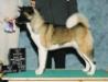 AKC CH Day Dream's Funky Col' Medina