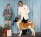 AKC/CAN CH Prosho's Dash For Cash