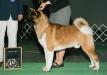 AKC GCH Valiant's Free Bird At Cam's