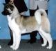 AKC CH Sweet Gypsy Rose