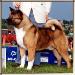 AKC CH Ashmens Bronco Bill Of Bruin