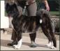 AKC CH Dem-Be's Dancing Tigress