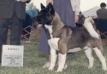 AKC/CAN/SKC CH Skipjack's Big Easy