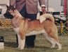 AKC/CAN/UKC CH Ringside's The Dragons Flame