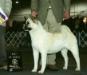 AKC CH Monumental's Uncertain Glory