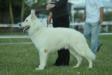 CACIB/CAC/BOB CH Benji Lords Of The White Shepherd