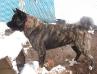 UKC CH UKC Top Ten #8 2002 Hanabi Yoshi Ni Shimas