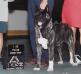 UKC CH TKO's Little Princess Kitana