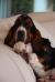 NewDown Bassets Homer