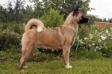 JCHRUS,BLR,EST,CH Heavenly Light A'm Ideal Lady