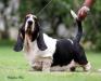 Brazilian Ch.Bolivian Ch. Brave Basset DBExposure BBranco