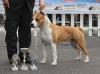 AKC CH/ ITA CH USA CH/IT JCH/RJWW11 Alpine's Star Spangled Banner