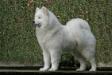 JCH/ SWISS CH Roughdiamond's Beryll