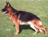 Small picture of V3 (BSZS) Yak vom Frankengold