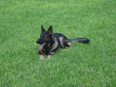 Orianna von der Dornburg