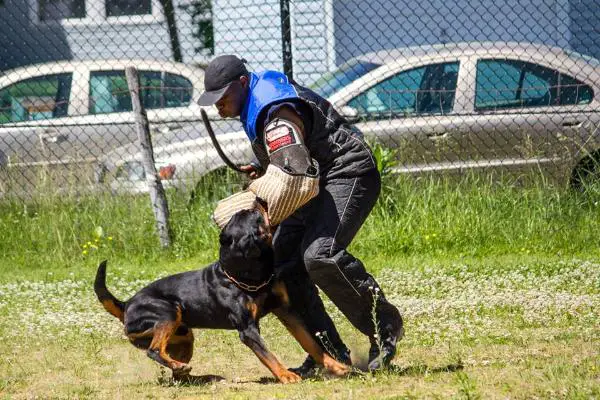 Vom bullenfeld rottweiler shop breeders