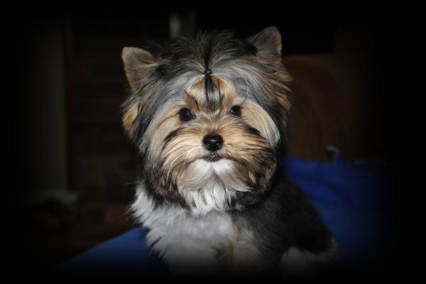 Treasured London of Yorkiehouse