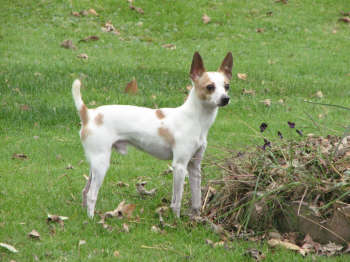 LJ's Little Auggie