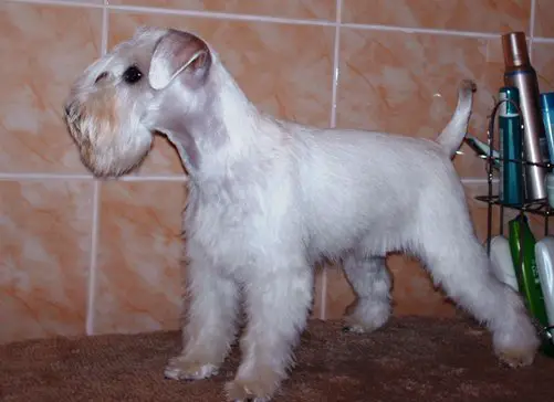 Sobboriko Paola