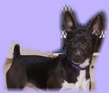 Hall's Dashing Dixie