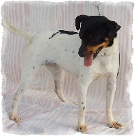 Hall's Joshephine Asenath