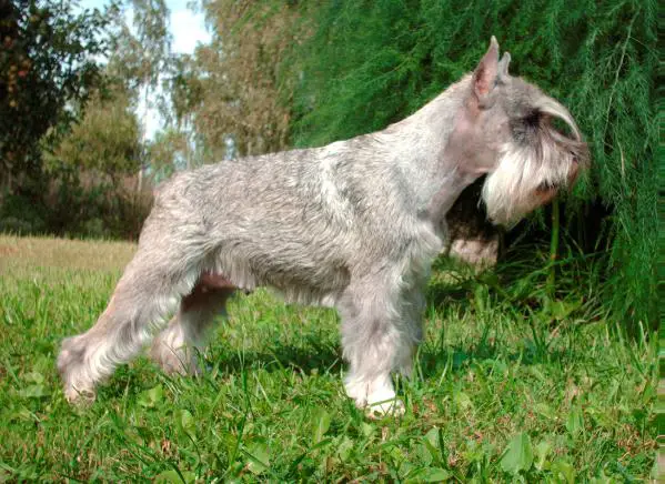 Sobboriko Betty