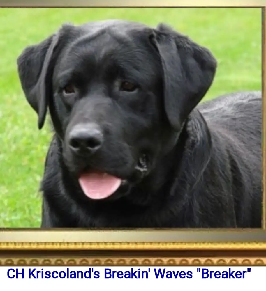 Kriscoland labradors sales