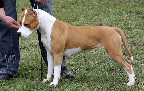 PRM, 5XCAC, CACIB, BOB Arizona of Flight Staff