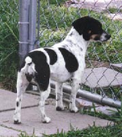 Cox's Pokey Dottie