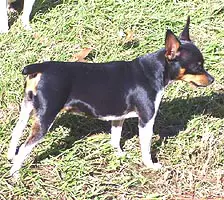 Cox's Ebony