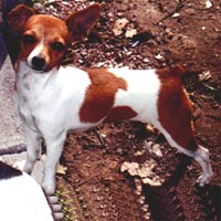 Cox's San Dancer