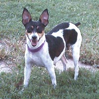 Cox's Annabelle