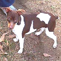 Cox's Sargent Cocoa Latae