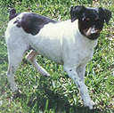 Cox's Tinkerbell