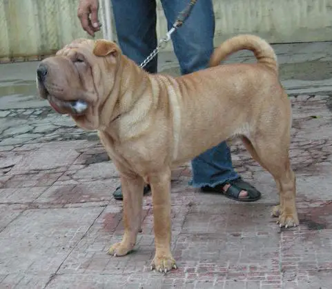 Bravo House of Sharpei