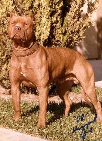 Corvino pitbull sales