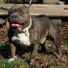 devils den pitbulls