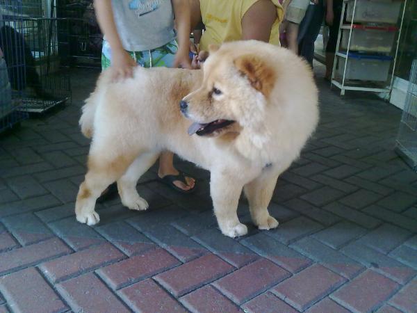 GINGER OF I G T