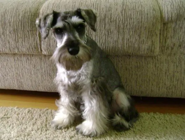 Frank da Boa Barba