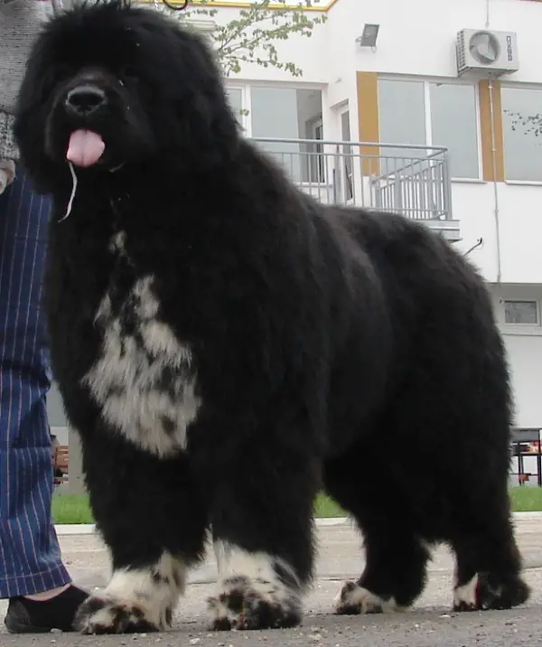 Masterpiece of Balkan Atlant