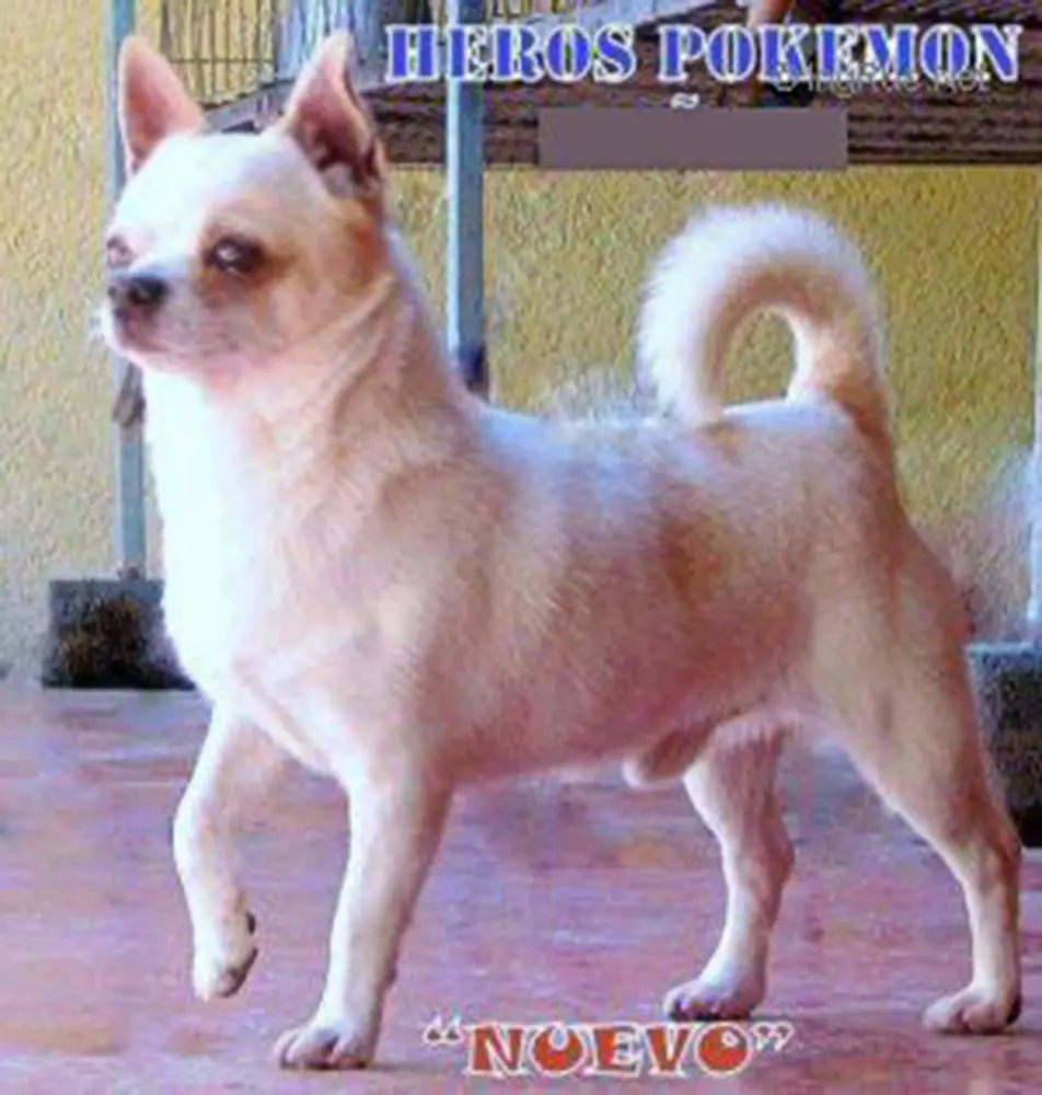 EROS DEL LLANO BLANCO
