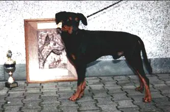 CHARLY vom Klosterfels