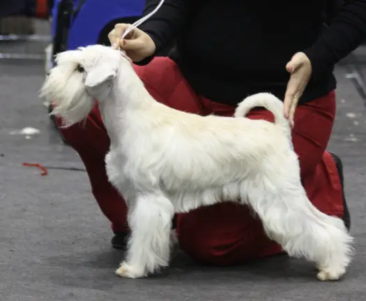 Neibade's Milou Moon