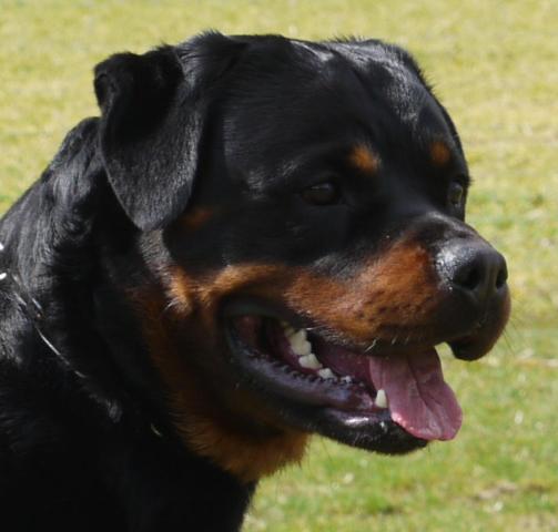 Uno Vom Hause Enzian