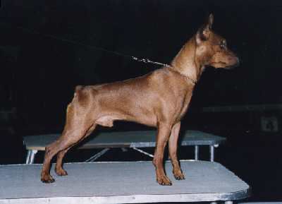 Of Leijliden Ficolino
