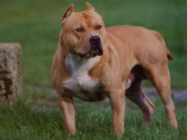 Американский питбуль укус. Опасная собака стаффордширский терьер. Американский питбуль с человеком. Порода собак питбуль. Ирландский питбуль мастиф.