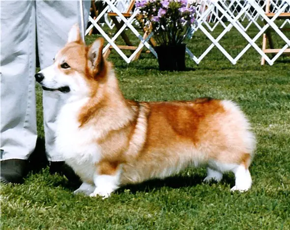 Dalarno corgis shop