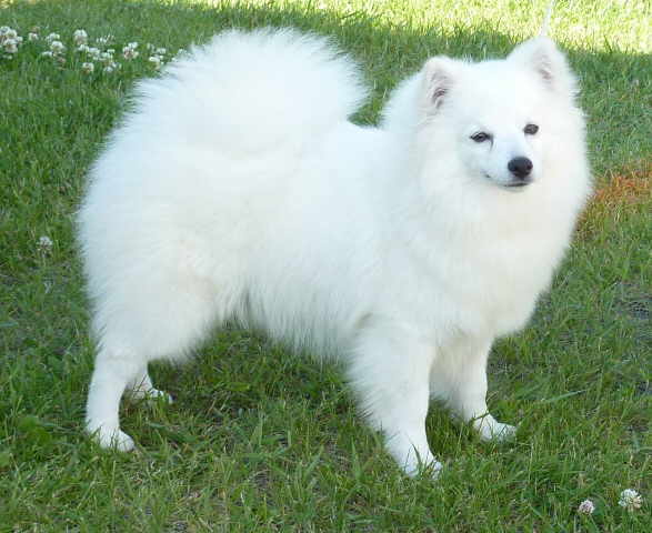 Kiskapoo's Tehya Chilam