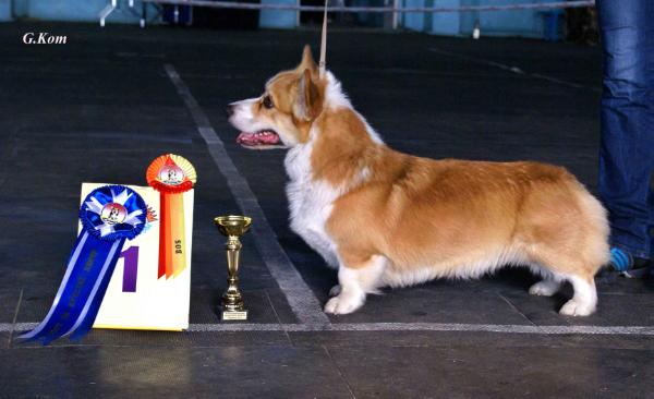 Питомник колли длинношерстных. Чистокровный стаффордширский терьер. Канрит картинки. Амстафф палевый с серой маской. Палевый стаффордширский терьер.